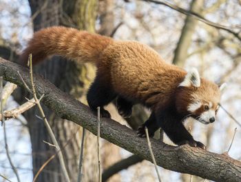 Low angle view of a squirrel on tree