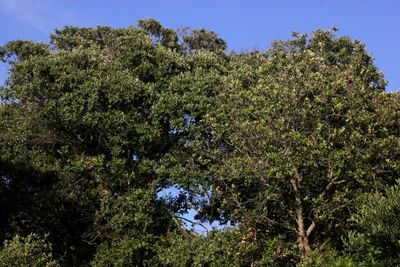 Low angle view of trees against sky