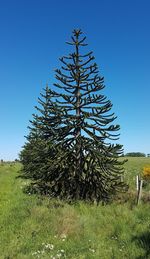 Pine tree on field against clear blue sky