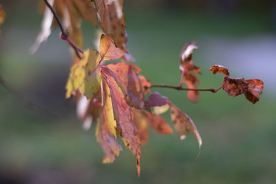 Close-up of wilted plant with red leaves