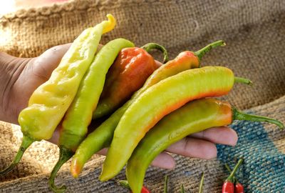 Close-up of hand holding vegetables