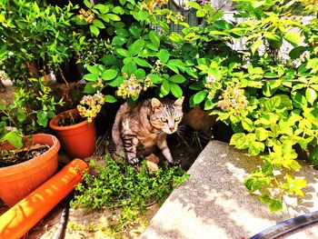 Portrait of cat by plants