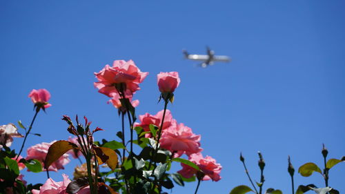 Low angle view of flowers blooming against clear blue sky