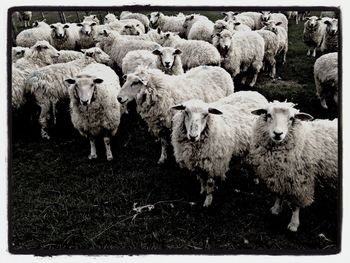 View of trees in field