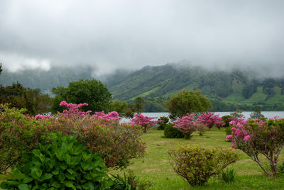 Purple flowering plants by trees against sky