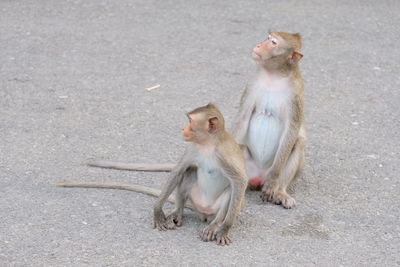 Monkeys sitting on ground
