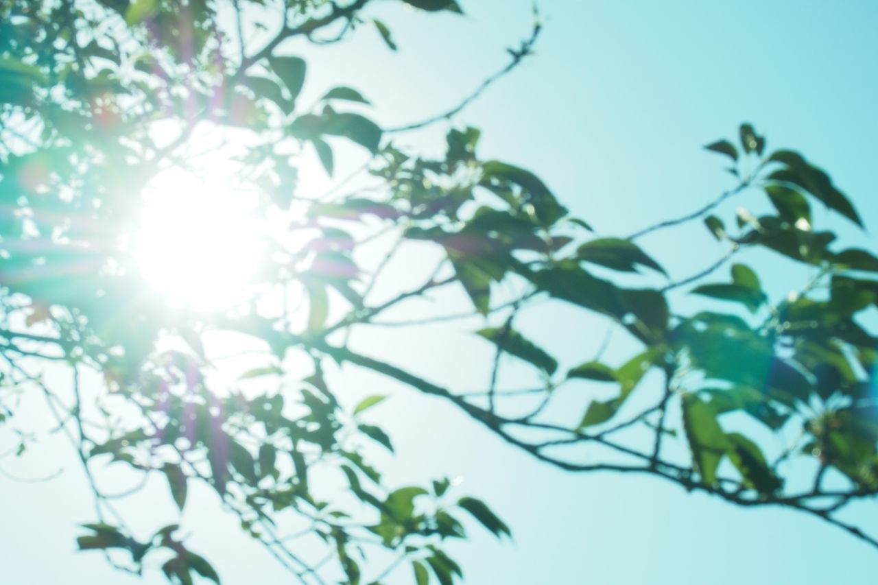 sun, low angle view, tree, sunbeam, lens flare, branch, sunlight, clear sky, growth, nature, beauty in nature, bright, sky, tranquility, leaf, sunny, day, outdoors, no people, back lit