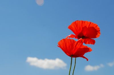 Low angle view of red flower against blue sky