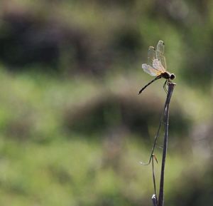 Close-up of insect on plant