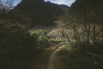 View of road in forest