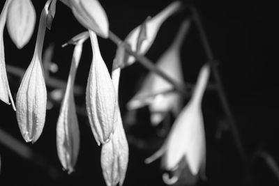 Close-up of plant