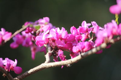 Close-up of pink cherry blossoms