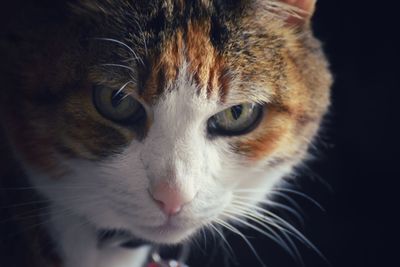 Close-up of cat looking away