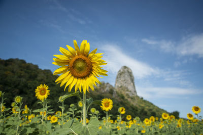 the Sunflower