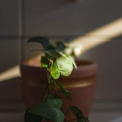 Close-up of potted plant on table