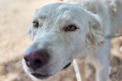 Close-up portrait of dog