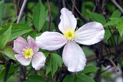 Close-up of purple flowering plant