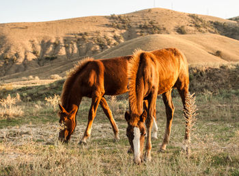 Horses grazing in a field