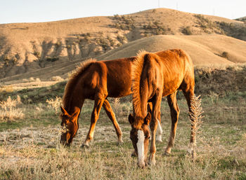 Horses grazing in a field