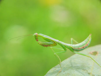 Close-up of insect on leaf