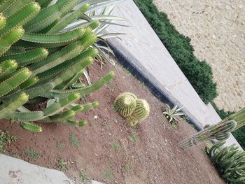 High angle view of cactus