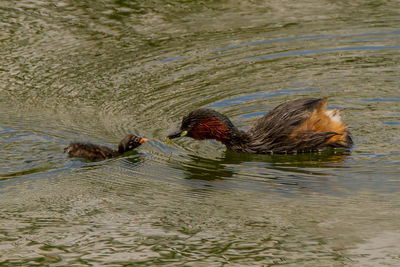 High angle view of duck swimming in lake