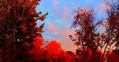 Low angle view of trees against sky during sunset