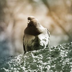 Close-up of bird perching