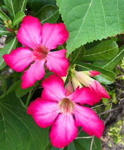 Close-up of pink flowering plant