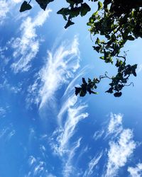 Low angle view of tree against sky