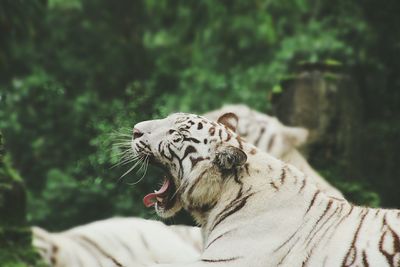 Close-up of tiger yawning