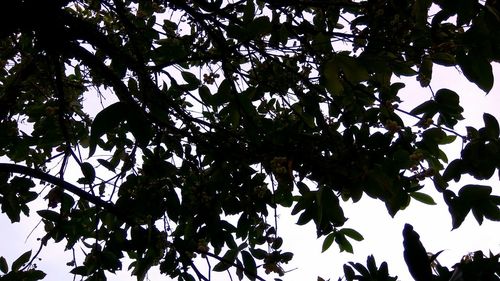 Low angle view of silhouette tree against sky