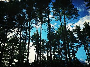 Low angle view of trees against sky