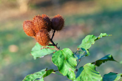 Close-up of flowering plant