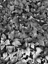 Full frame shot of leaves