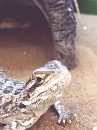 Close-up of lizard