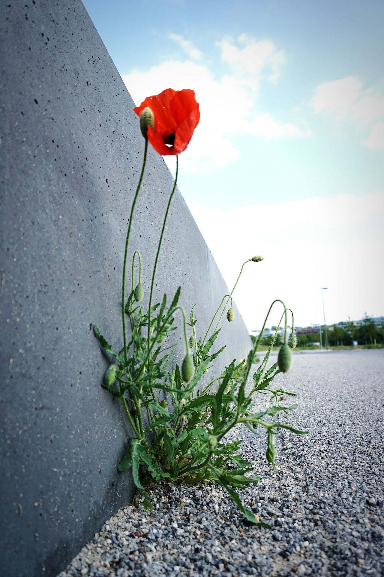 Flower in asphalt