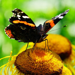 Close-up of butterfly pollinating on flower