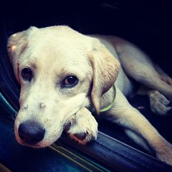 Close-up portrait of dog relaxing