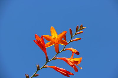 Low angle view of orange flower against clear sky