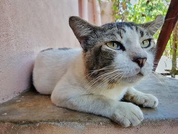 Close-up portrait of cat sitting outdoors