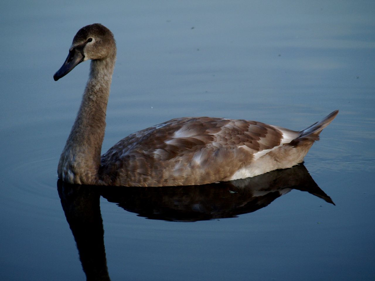 SIDE VIEW OF DUCK SWIMMING IN LAKE