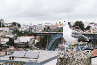 Seagull perching on roof against cityscape