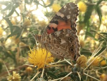 Close-up of butterfly pollinating on yellow flower