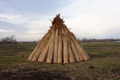 Stack of reed on field