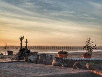 Potted plants at beach against cloudy sky during sunset