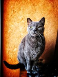 Close-up portrait of cat sitting