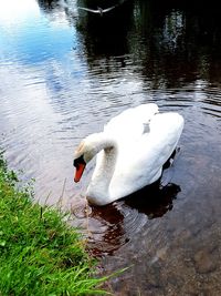 Swan floating on lake