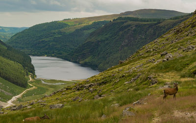 Deer standing on mountain