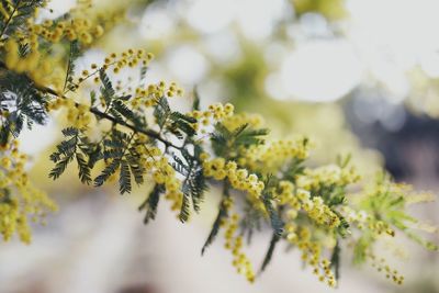 Close-up of yellow flowering plant